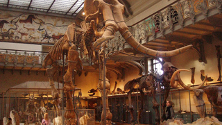 Más cerca de recrear al mamut: insertan su ADN en células de elefante